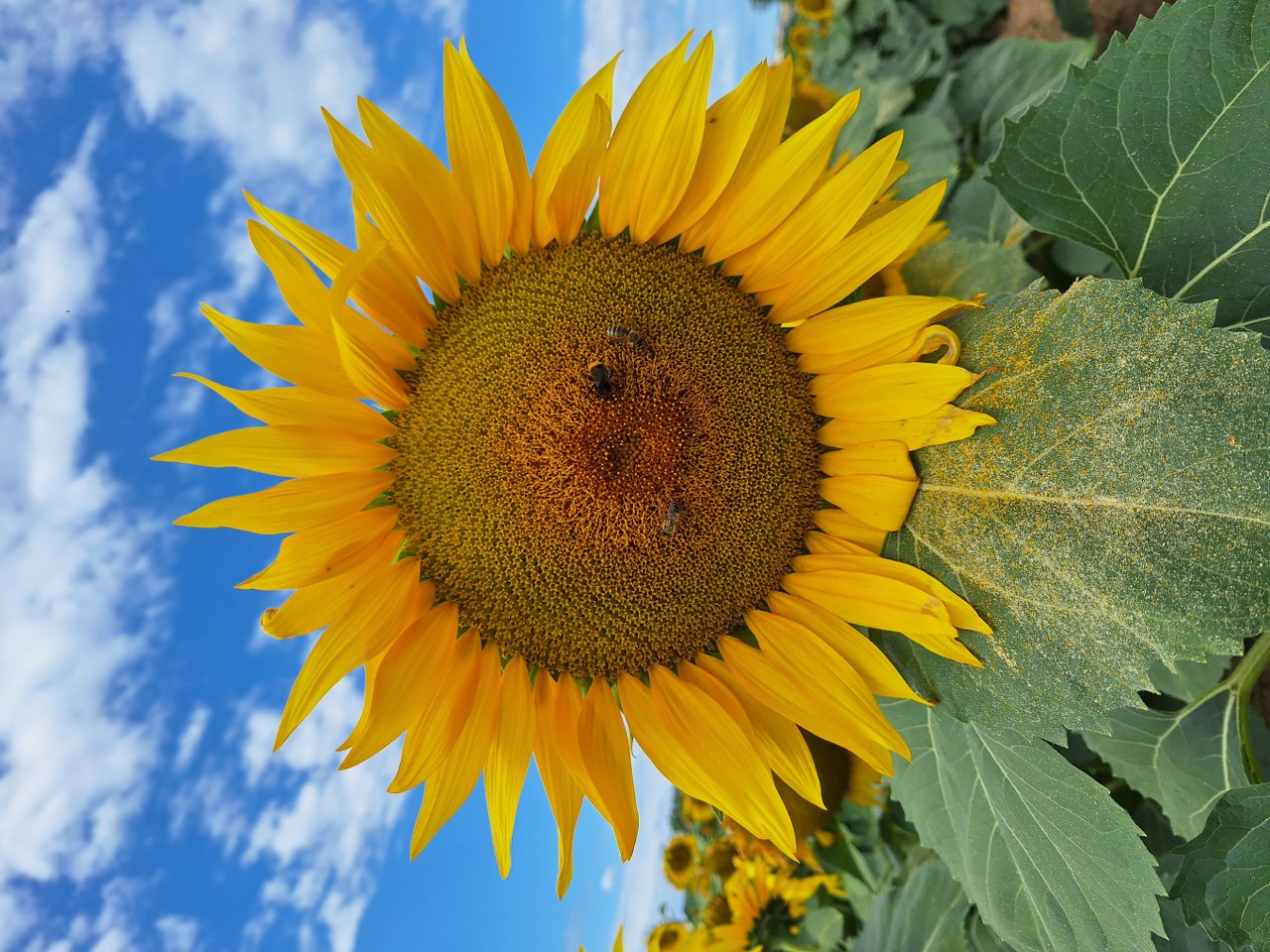 20250723_104018_1280x960.jpg